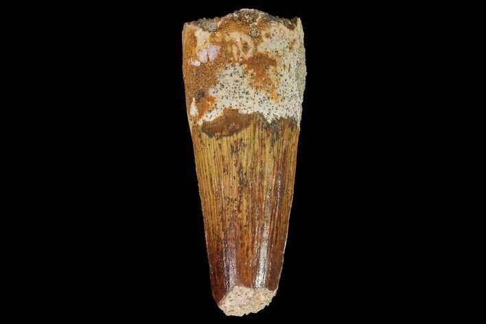 Spinosaurus Tooth - Real Dinosaur Tooth #67386